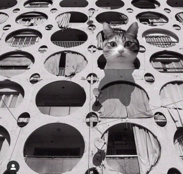 Die Cat Art Show, eine vierte Ausgabe, die Ihnen den Atem raubt!