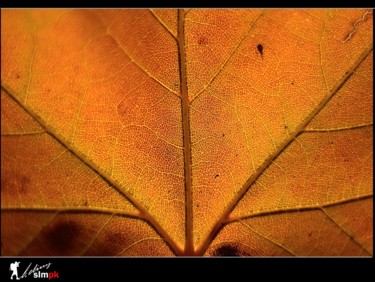 "sonbahar-3" başlıklı Fotoğraf Ressam Selim Pek tarafından, Orijinal sanat