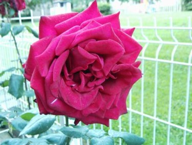 Photographie intitulée "La rose papa Meilla…" par Jean-Claude Selles Brotons, Œuvre d'art originale