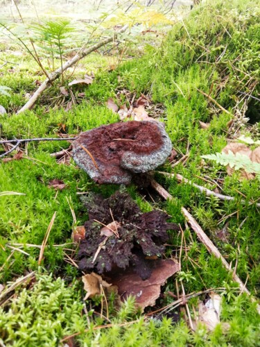 Fotografia zatytułowany „MOSS AND BROWN MUSH…” autorstwa Selena Sashina, Oryginalna praca, Fotografia cyfrowa