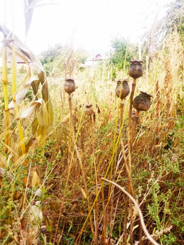 Photography titled "Dried grass and pop…" by Selena Sashina, Original Artwork, Digital Photography