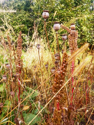 Photography titled "Dried grass and pop…" by Selena Sashina, Original Artwork, Digital Photography