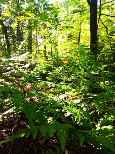 Fotografia intitolato "Forest Landscape wi…" da Selena Sashina, Opera d'arte originale, Fotografia digitale