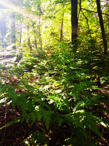 Photographie intitulée "Forest Landscape wi…" par Selena Sashina, Œuvre d'art originale, Photographie numérique