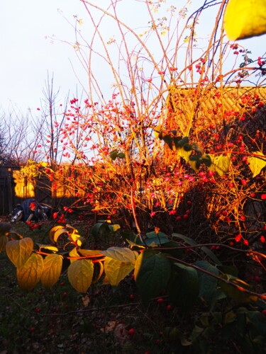 Photographie intitulée "Orange light of the…" par Selena Sashina, Œuvre d'art originale, Photographie numérique