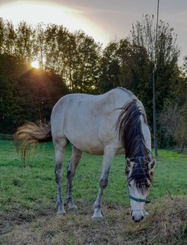 Fotografia intitulada "The Horse." por Rui Sequeira, Obras de arte originais, Fotografia digital