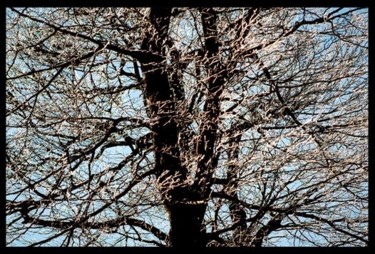 Photographie intitulée "arbre de lumiere" par Serein, Œuvre d'art originale