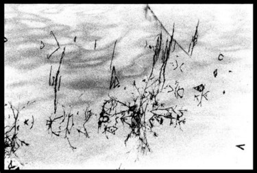 Photographie intitulée "algue14" par Serein, Œuvre d'art originale