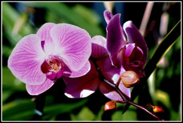 Photographie intitulée "orchidee03" par Serein, Œuvre d'art originale