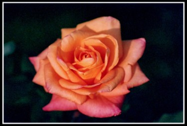 Photographie intitulée "rose02" par Serein, Œuvre d'art originale