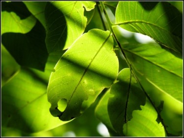 Photographie intitulée "feuilles d' acacia" par Serein, Œuvre d'art originale