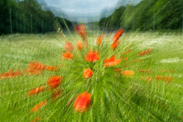 Photography titled "Coquelicots" by Serge Demaertelaere, Original Artwork, Non Manipulated Photography