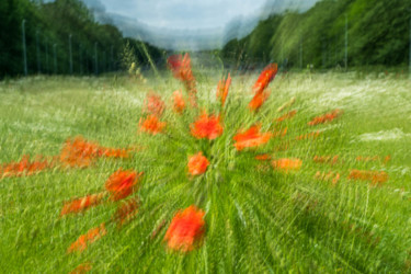 Photographie intitulée "Coquelicots" par Serge Demaertelaere, Œuvre d'art originale, Photographie non manipulée