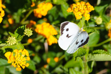 Fotografia intitolato "White butterly" da Serge, Opera d'arte originale