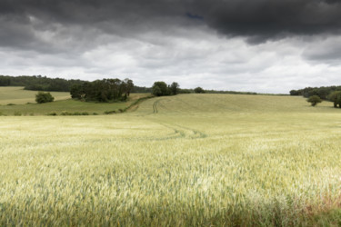 Photography titled "Blés dans la tempête" by Serge Ricome, Original Artwork, Digital Photography