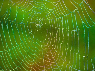 Photographie intitulée "La Toile - The Web" par Serge Thiery, Œuvre d'art originale, Photographie numérique