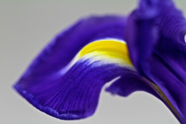 Photographie intitulée "iris flower" par Sergei Kozachenko, Œuvre d'art originale, Photographie numérique