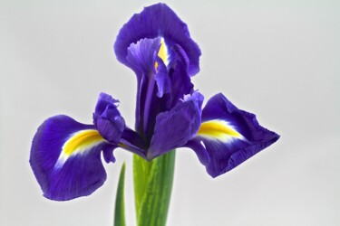 Fotografia intitolato "iris flower 2" da Sergei Kozachenko, Opera d'arte originale, Fotografia digitale