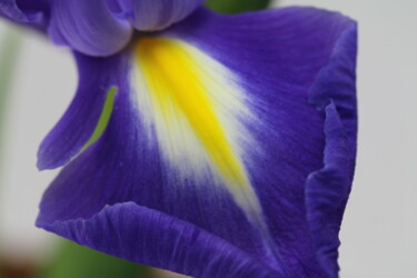 Photography titled "iris flower 3" by Sergei Kozachenko, Original Artwork, Digital Photography