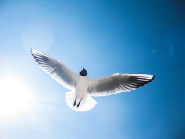 Фотография под названием "Gull" - Sergejs Garijs, Подлинное произведение искусства, Цифровая фотография