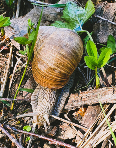 Photography titled "Snail" by Sergejs Garijs, Original Artwork, Digital Photography