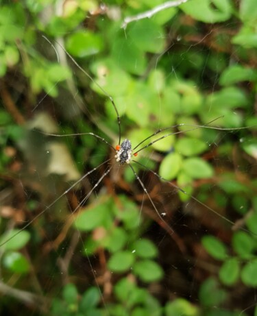 Фотография под названием "Spider" - Sergejs Garijs, Подлинное произведение искусства, Цифровая фотография