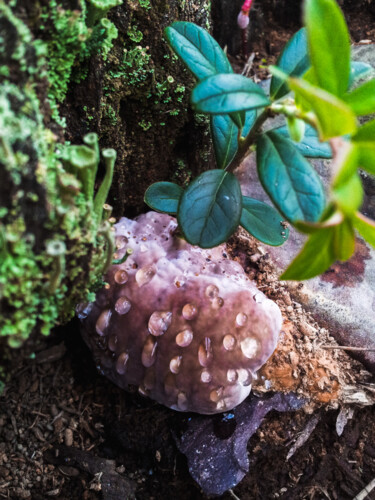 Фотография под названием "Mushroom" - Sergejs Garijs, Подлинное произведение искусства, Цифровая фотография