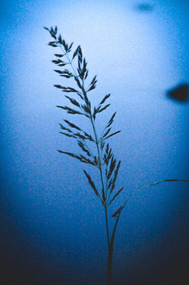 Fotografía titulada "Grass" por Sergejs Garijs, Obra de arte original, Fotografía digital