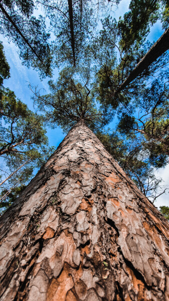 Фотография под названием "Pine" - Sergejs Garijs, Подлинное произведение искусства, Цифровая фотография
