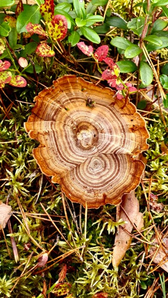 Фотография под названием "Strange mushroom" - Sergejs Garijs, Подлинное произведение искусства, Цифровая фотография