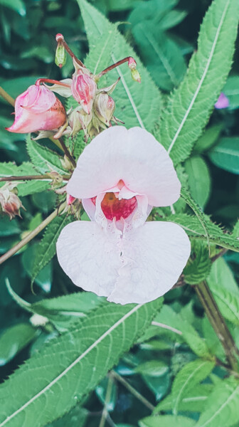 Photographie intitulée "Floweret" par Sergejs Garijs, Œuvre d'art originale, Photographie numérique