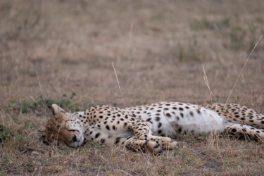 Photographie intitulée "Guépard dormant" par Serge Leroux, Œuvre d'art originale, Photographie numérique