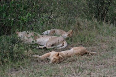 Photography titled "Lionnes dormantes" by Serge Leroux, Original Artwork, Digital Photography