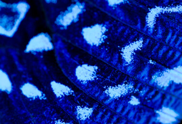 Fotografía titulada "Blue Wing" por Sergio Assis, Obra de arte original, Fotografía digital