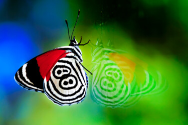 Fotografía titulada "Reflexo da borboleta" por Sergio Assis, Obra de arte original, Fotografía no manipulada