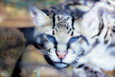 Fotografía titulada "Gato Selvagem" por Sergio Assis, Obra de arte original, Fotografía analógica