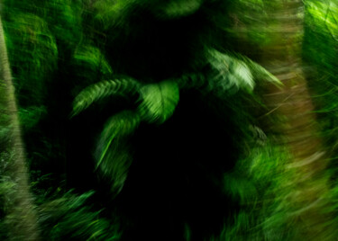 Фотография под названием "Floresta em movimen…" - Sergio Assis, Подлинное произведение искусства, Цифровая фотография