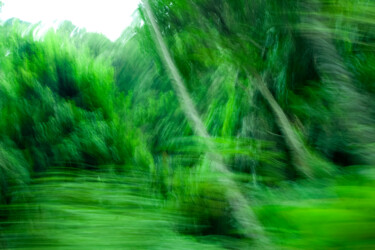 Fotografía titulada "Floresta em movimen…" por Sergio Assis, Obra de arte original, Fotografía no manipulada