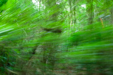 Fotografía titulada "Floresta em movimen…" por Sergio Assis, Obra de arte original, Fotografía no manipulada