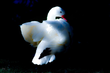 Fotografia zatytułowany „Cisne branco” autorstwa Sergio Assis, Oryginalna praca, Fotografia nie manipulowana