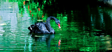 Photography titled "Cisne preto" by Sergio Assis, Original Artwork, Non Manipulated Photography