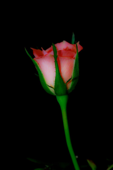 Photography titled "Rosa" by Sergio Assis, Original Artwork, Non Manipulated Photography