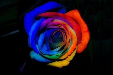 Photographie intitulée "Rosa colorida" par Sergio Assis, Œuvre d'art originale, Photographie non manipulée