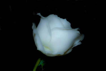 Fotografia intitulada "Rosa Branca" por Sergio Assis, Obras de arte originais, Fotografia Não Manipulada