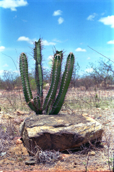 Fotografía titulada "Cactus" por Sergio Assis, Obra de arte original, Fotografía analógica