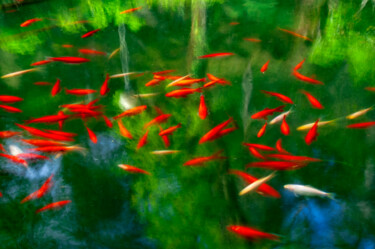 Photography titled "Red fish" by Sergio Assis, Original Artwork, Non Manipulated Photography