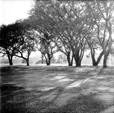 Fotografia intitulada "Árvores 1" por Sergio Assis, Obras de arte originais, Fotografia de filme