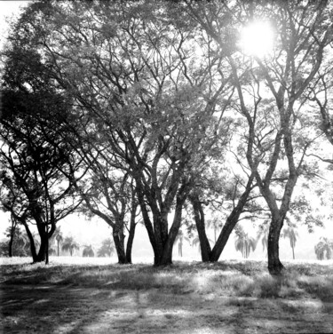 Photographie intitulée "Árvores ll" par Sergio Assis, Œuvre d'art originale, Photographie argentique