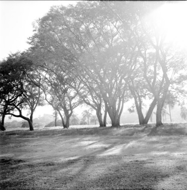 Fotografia intitolato "Árvores lll" da Sergio Assis, Opera d'arte originale, fotografia a pellicola