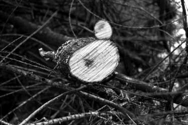 Photography titled "WOOD" by Sergio Assis, Original Artwork, Analog photography